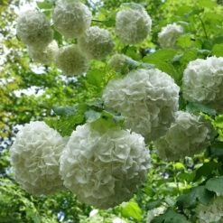 Eastern Snowball Bush -Garden Plant Shop Eastern Snowball 1 BB