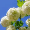 Eastern Snowball Bush -Garden Plant Shop Eastern Snowball BB 600x600 7e4dfa95 c5b7 45f1 ae43 e7cbe1ad7034
