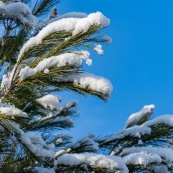 Eastern White Pine Tree -Garden Plant Shop Eastern White pine 2 BB