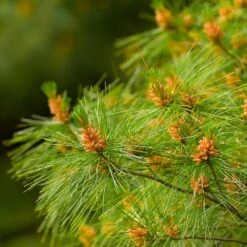 Eastern White Pine Tree -Garden Plant Shop Eastern White pine 6 BB