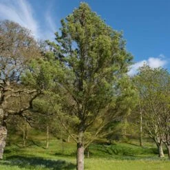 Eastern White Pine Tree -Garden Plant Shop Eastern White pine 7 BB