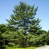 Eastern White Pine Tree -Garden Plant Shop Eastern White pine BB 600x600 1940dd6b a2b5 463e ac2f c5a5cc240626