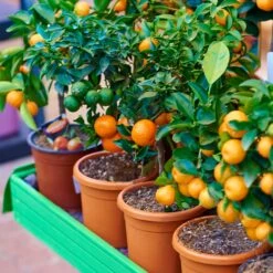 EasyPeel Clementine Tree -Garden Plant Shop Easy Peel Clementine 2 BB