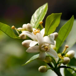 EasyPeel Clementine Tree -Garden Plant Shop Easy Peel Clementine 5