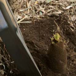 Edible Bamboo Plant -Garden Plant Shop Edible Bamboo 1 BB
