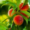 Elberta Peach Tree -Garden Plant Shop Elberta Peach Tree BB 600x600 c03a5f1f 980a 43c0 b793 a8672a802055