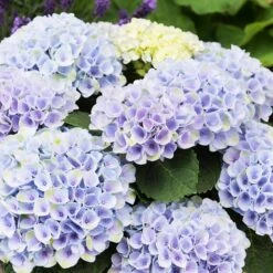 Elizabeth Ashley Hydrangea Shrub -Garden Plant Shop Elizabeth Ashley 1