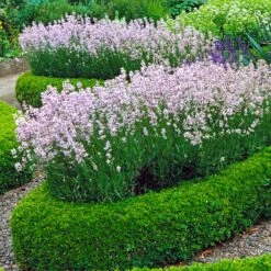 Dwarf English Boxwood Shrub -Garden Plant Shop English Boxwood 4
