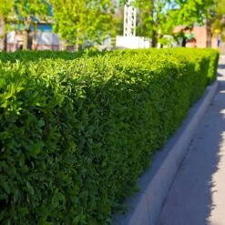 Dwarf English Boxwood Shrub -Garden Plant Shop English Boxwood 5 BB