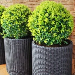 Dwarf English Boxwood Shrub -Garden Plant Shop English Boxwood 8 BB