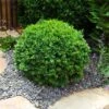 Dwarf English Boxwood Shrub -Garden Plant Shop English Boxwood BB 600x600 591ab9f5 b76d 4619 a5ad 7d9ce1fccb6c