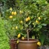 Eureka Lemon Tree -Garden Plant Shop Eureka Lemon Tree BB 600x600 6064b866 c559 4600 8d23 edfeda745583