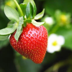 Everbearing Strawberry Plant -Garden Plant Shop Everbearing Strawberry 4 BB