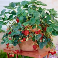 Everbearing Strawberry Plant -Garden Plant Shop Everbearing Strawberry 8
