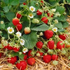 Everbearing Strawberry Plant -Garden Plant Shop Everbearing Strawberry 9