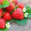 Everbearing Strawberry Plant -Garden Plant Shop Everbearing Strawberry BB 600x600 31691f74 c840 49ff 8e1b eed2a6b034d2