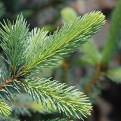 Fat Albert Colorado Blue Spruce -Garden Plant Shop Fat albert Blue Spruce 2