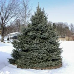 Fat Albert Colorado Blue Spruce -Garden Plant Shop Fat albert Blue Spruce 3 BB