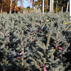 Fat Albert Colorado Blue Spruce -Garden Plant Shop Fat albert Blue Spruce 6 BB