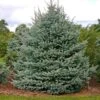 Fat Albert Colorado Blue Spruce -Garden Plant Shop Fat albert Blue Spruce BB 600x600 c7f9e64b 067e 44f2 bdff ffaae5941c1a