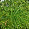 Fernleaf Bamboo -Garden Plant Shop Fernleaf Multiplex Bamboo 600x600 f849af28 c56b 4321 8fac 1740458b95f7