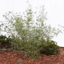 Fernleaf Bamboo -Garden Plant Shop FernleafMultiplexBamboo 1