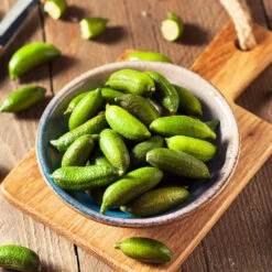 Australian Finger Lime Tree -Garden Plant Shop Finger Lime Tree 4