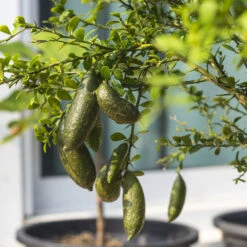 Australian Finger Lime Tree -Garden Plant Shop Finger Lime Tree 6 BB