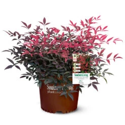 Flirt™ Nandina Bush -Garden Plant Shop Flirt Nandina 5