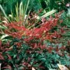 Flirt™ Nandina Bush -Garden Plant Shop Flirt Nandina BB 600x600 2b06d5d3 b0df 4b87 b35f 1d71e91c6234