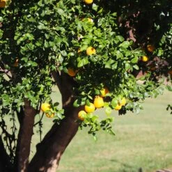 Hardy Orange Tree 'Flying Dragon' -Garden Plant Shop Flying Dragon Trifoliate orange 12 BB