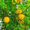 Hardy Orange Tree 'Flying Dragon' -Garden Plant Shop Flying Dragon Trifoliate orange BB 600x600 485ec5d9 e8cc 4da4 8df0 ddbb64b47e6a