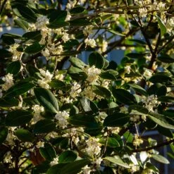 Fragrant Tea Olive Shrub -Garden Plant Shop Fragrant Tea Olive 3 BB