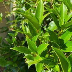Fragrant Tea Olive Shrub -Garden Plant Shop Fragrant Tea Olive 5