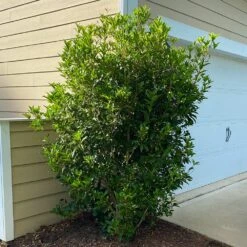 Fragrant Tea Olive Shrub -Garden Plant Shop Fragrant Tea Olive 6