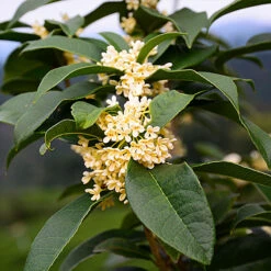 Fragrant Tea Olive Shrub