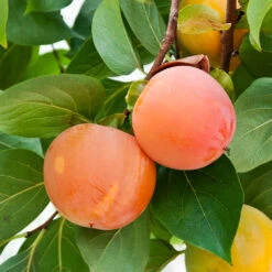 Giant Fuyu Persimmon Tree -Garden Plant Shop Giant Persimmon 1