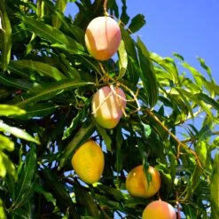 Mango Kit -Garden Plant Shop Glenn Mango 6