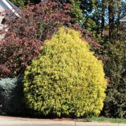 Gold Mop Cypress Tree -Garden Plant Shop Gold Mop Cypress 1B BB