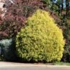 Gold Mop Cypress Tree -Garden Plant Shop Gold Mop Cypress BB 600x600 4d054961 3489 4d37 9ce5 b06346fbf539