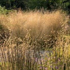 Golden Dew Tufted Hair Grass -Garden Plant Shop Golden Dew Tufted Hair Grass 3