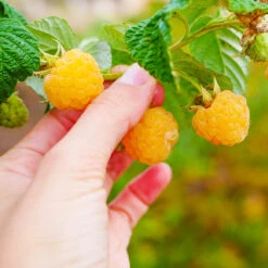 Golden Raspberry Plant -Garden Plant Shop Golden Raspberry 1 BB
