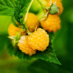 Golden Raspberry Plant -Garden Plant Shop Golden Raspberry 3 BB
