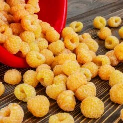 Golden Raspberry Plant -Garden Plant Shop Golden Raspberry 6 BB