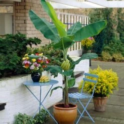 Grand Naine Banana Tree -Garden Plant Shop Grand Naine Nain Banana 4