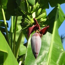 Grand Naine Banana Tree -Garden Plant Shop Grand Naine Nain Banana 6