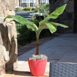 Grand Naine Banana Tree -Garden Plant Shop Grand Naine Nain Banana 7 BB