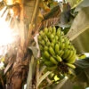 Grand Naine Banana Tree -Garden Plant Shop Grand Naine Nain Banana BB 600x600 b836946e e707 45b5 b83b 205bfa003b95