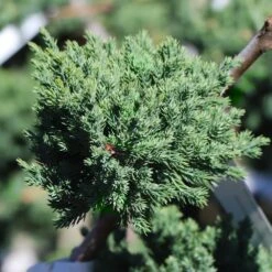 Green Mound Juniper Topiary -Garden Plant Shop Green Mound JUniper 3 BB