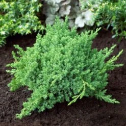 Green Mound Juniper Shrub -Garden Plant Shop Green Mound Juniper 4 BB